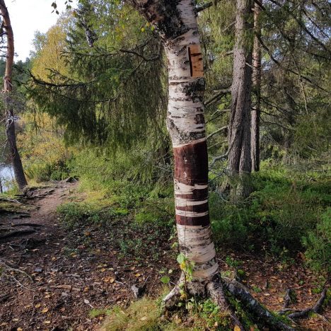 Säkylän Pyhäjärvi palkitsee retkimelojan upeilla maisemilla ja monipuolisilla palveluilla